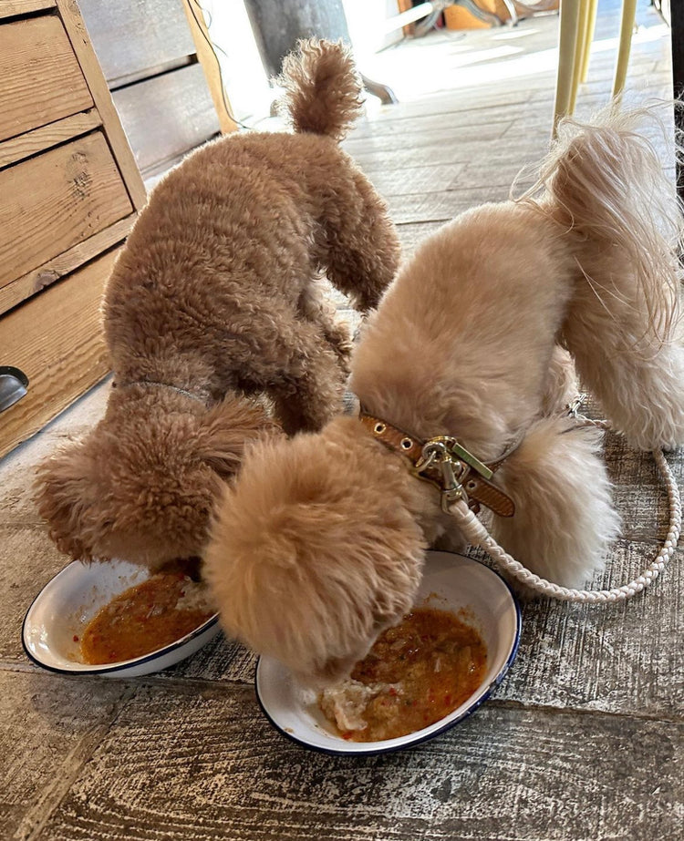 【病気になりにくい身体作りの犬ご飯講座】2023年秋 土曜日クラス