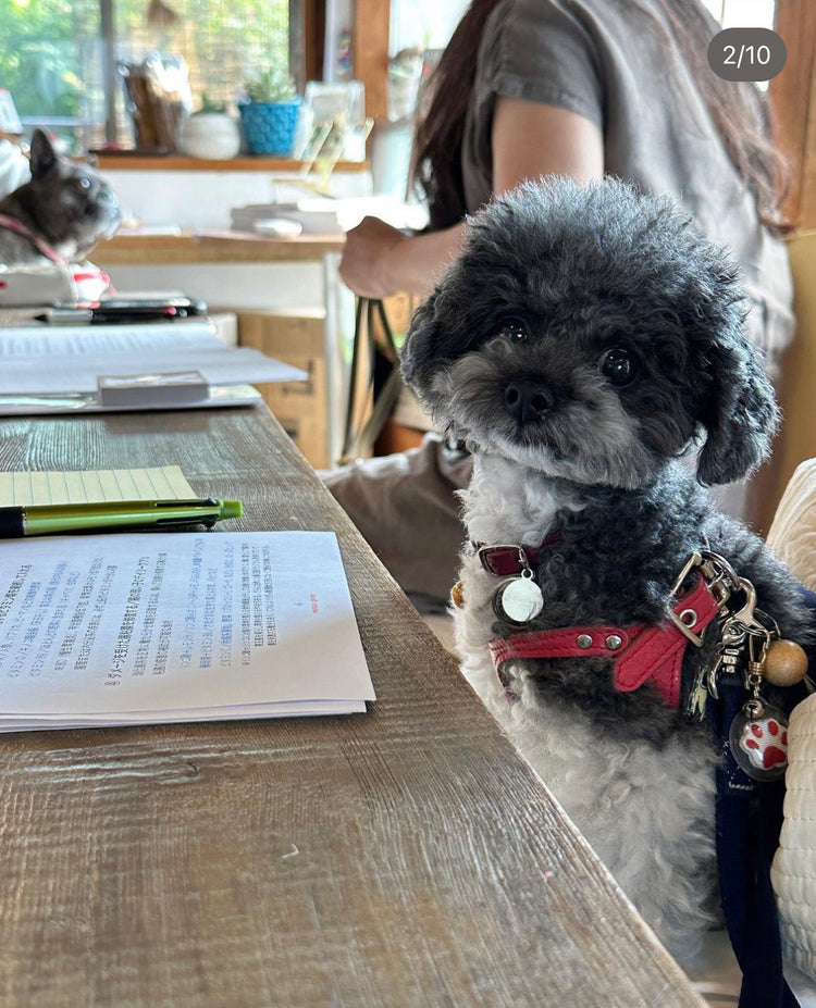 【病気になりにくい身体作りの犬ご飯講座】2023年秋 月曜日クラス
