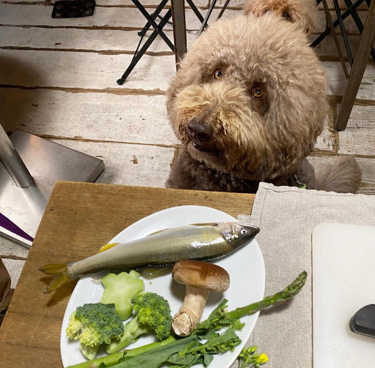 【病気になりにくい身体作りの犬ご飯講座】2023年秋 月曜日クラス