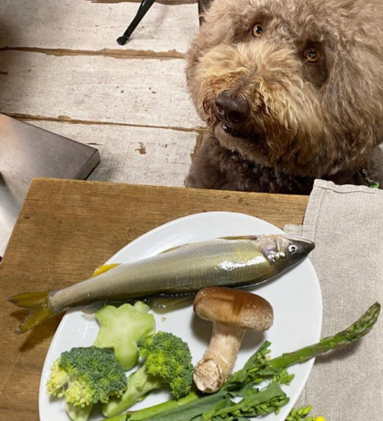 【病気になりにくい身体作りの犬ご飯講座】2023年秋 土曜日クラス