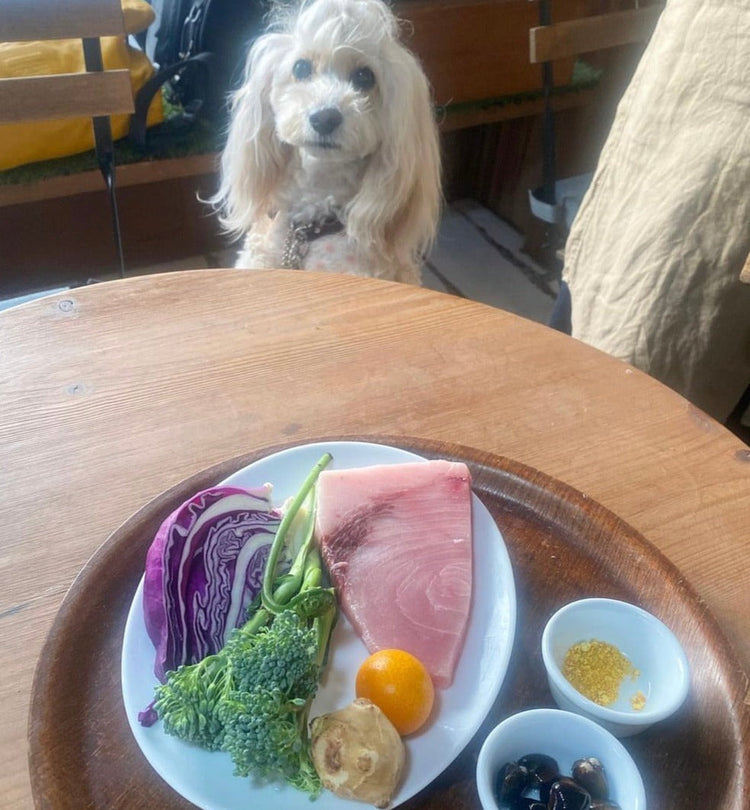 【老犬ご飯講座】2024年秋 土曜日クラス