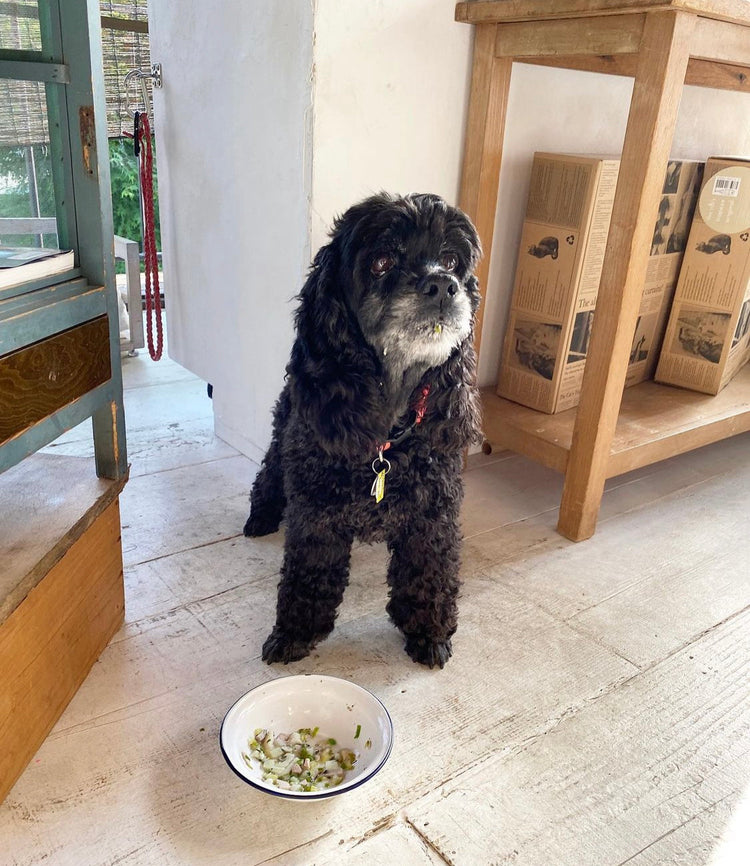 【老犬ご飯講座】2024年秋 土曜日クラス
