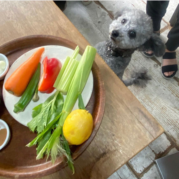 犬ごはん講座 2021秋スタートクラス